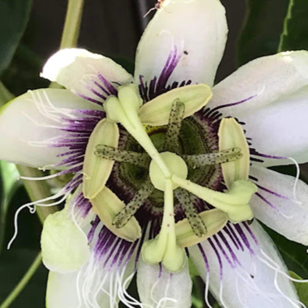 Meet your Posher, Natalie s.